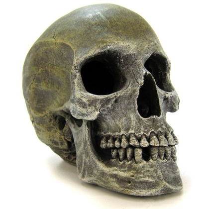 Blue Ribbon Human Skull Ornament - 7.5\