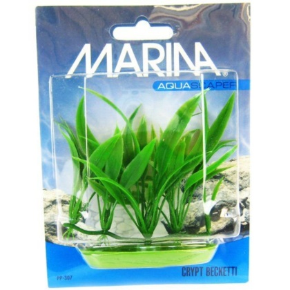 Marina Foreground Crypt Becketti Aquarium Plant - Foreground Crypt Becketti Aquarium Plant