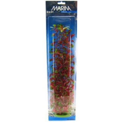 Marina Red Ludwigia Plant - 20